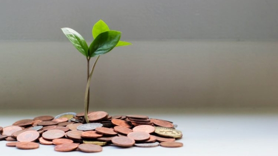 coins-tree